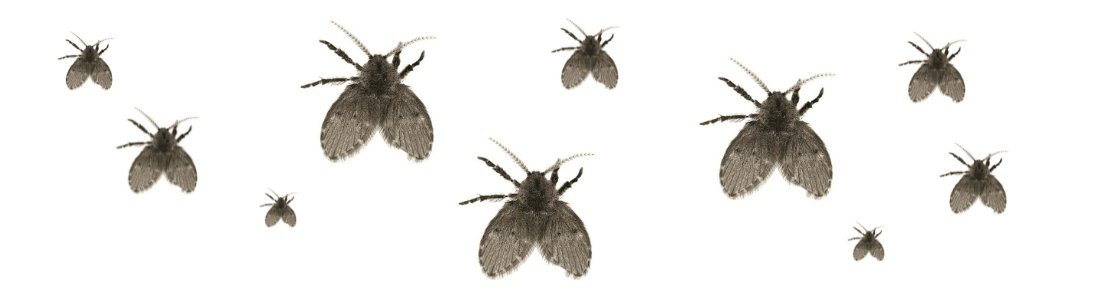 Dedetização de Mosquitos de Banheiro 24 HORAS