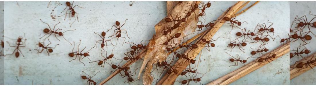 Dedetização de Formigas: Proteja sua Casa ou Empresa Contra Infestações 24 HORAS