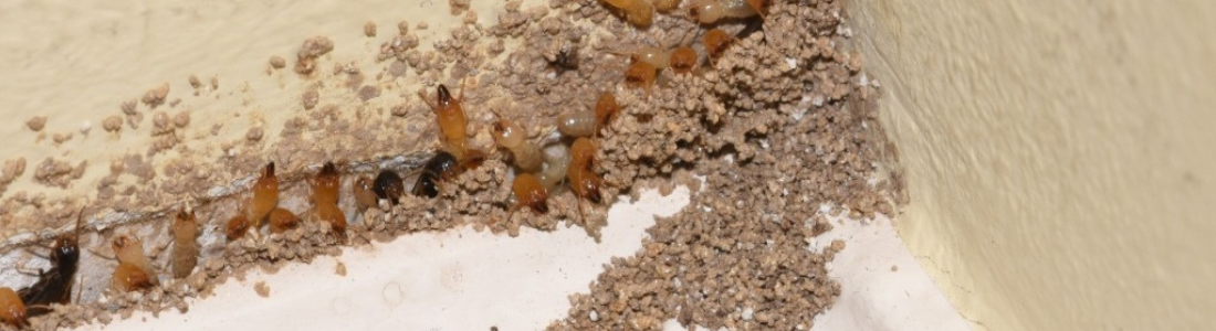 Solos Infestados por Cupins: Métodos de Controle Eficientes 24 HORAS