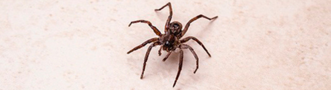 COMO REMOVER AS ARANHAS 24 HORAS