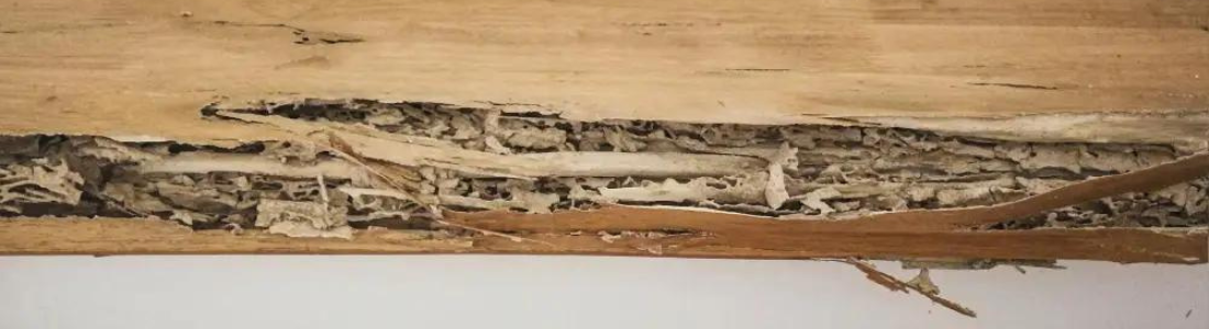 CUPIM NO MADEIRAMENTO DA CADEIRA 24 HORAS