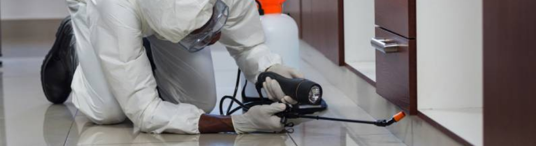 Serviço de Dedetização Geral: Acabe com Insetos e Roedores 24 HORAS