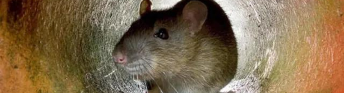 Ratos Fora! Desratização Profissional 24 HORAS