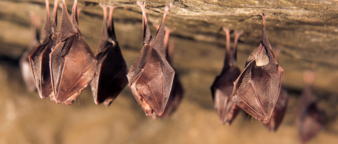 Dedetização Morcegos 24 HORAS
