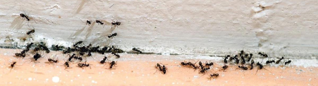Adeus Formigas! Dedetização Eficaz para Residências e Empresas 24 HORAS