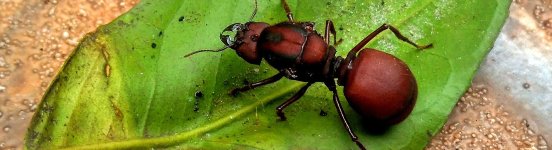 Tanajuras Invadindo? Soluções Profissionais para Eliminar Formigas 24 HORAS