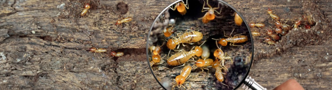 Cupins de Solo? Elimine a Ameaça com Descupinização Profissional 24 HORAS