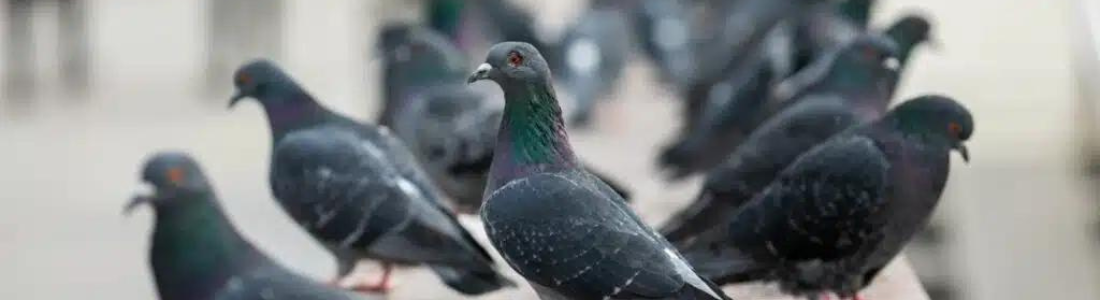 Pombos em São Paulo 24 HORAS