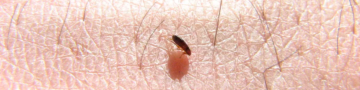 Dedetização Contra Pulgas 24 HORAS