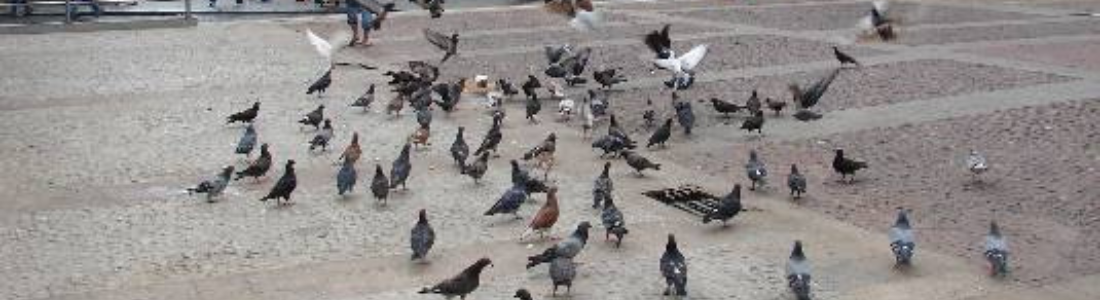 Pombos em Areas Urbanas 24 HORAS