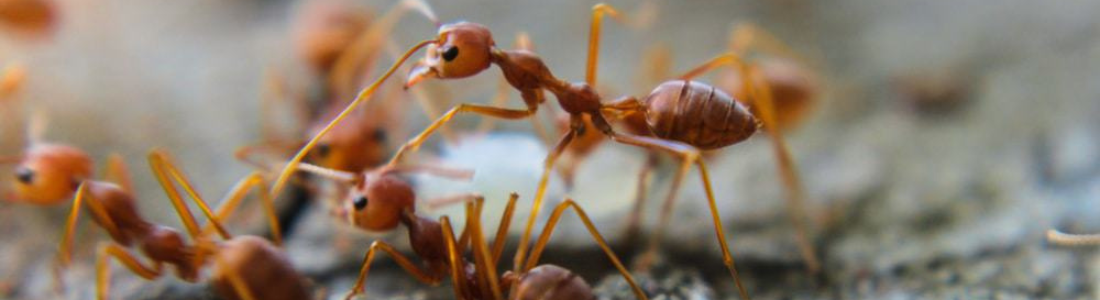 Dedetização de Formigas em São Paulo 24 HORAS