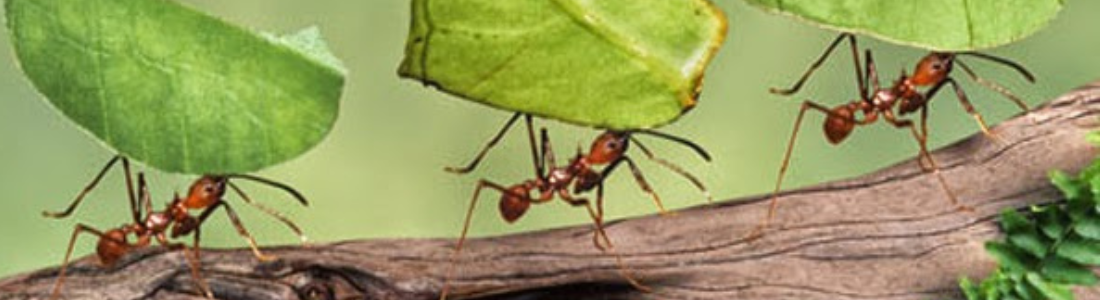 Formigas no Jardim ou Interior? Dedetização Rápida e Eficaz 24 HORAS
