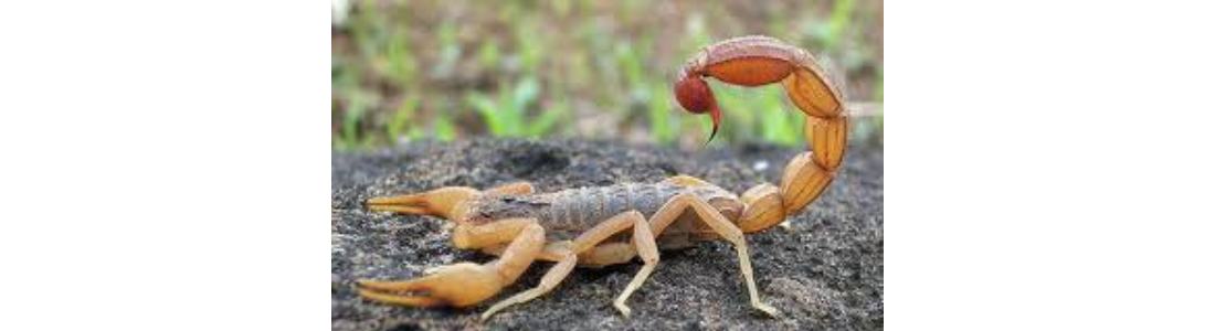 Dedetização contra escorpião em condominio em São Paulo  24 HORAS