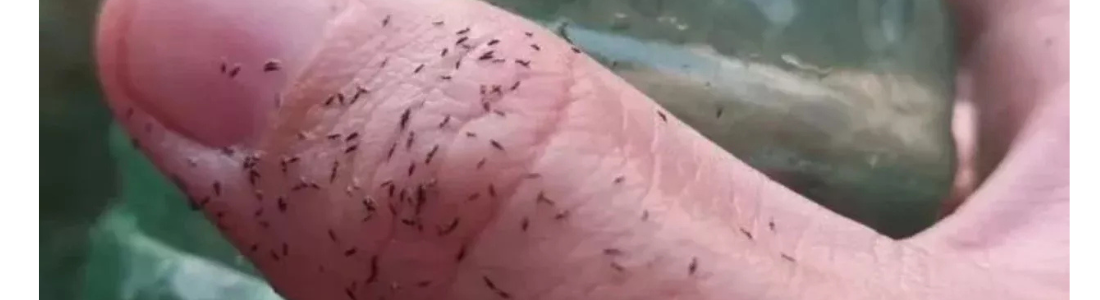 Dedetização piolhos de pombos em são paulo 24 HORAS