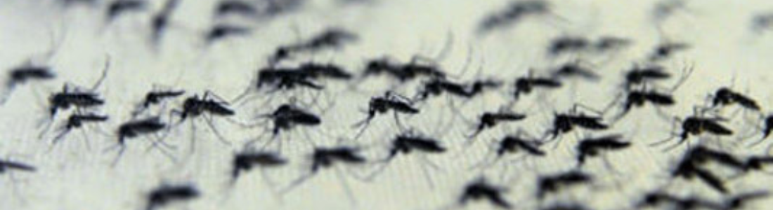 Mosquito voadores: Dedetização  24 HORAS