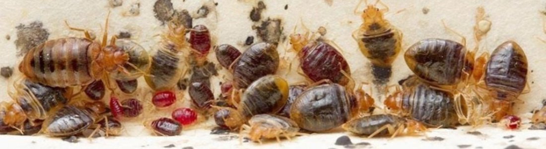 Percevejos de cama: Riscos 24 HORAS