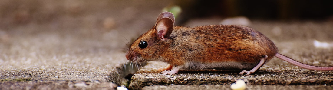 Desratização Para Ratos 24 HORAS