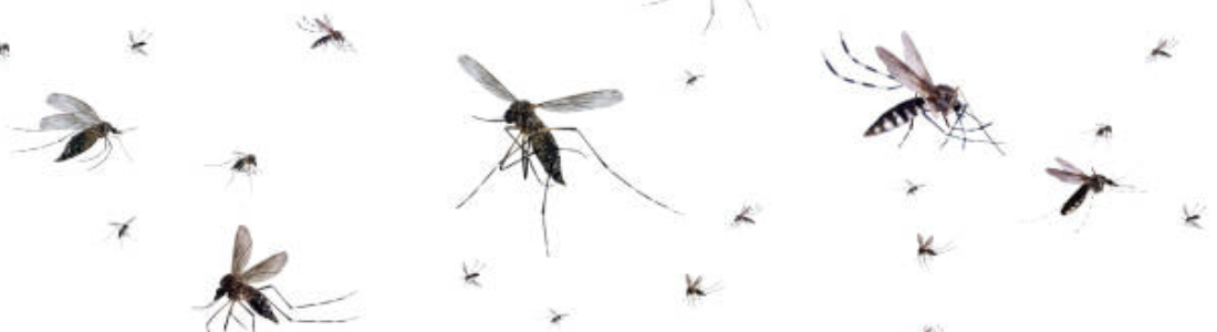 Mosquito Voadores: Termonebulização 24 HORAS