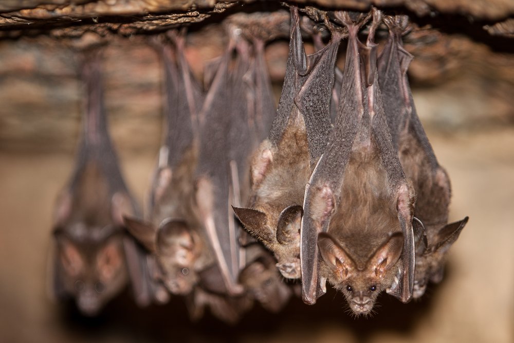 Controle de Morcegos